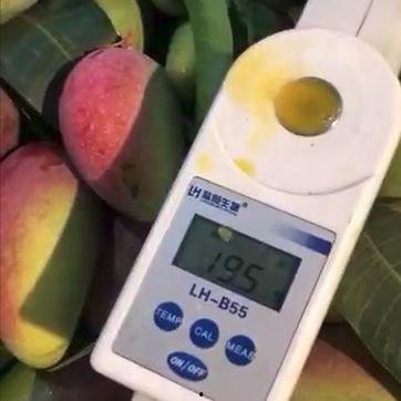 海南贵妃芒今日头条,甜蜜口感征服味蕾